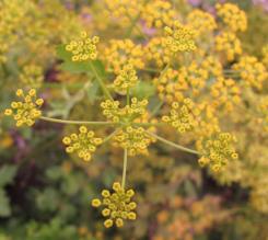 column UMBEL