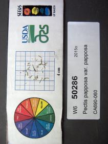 Click for 1 image(s) for this accession. SEED