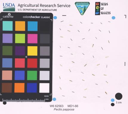 Click for 1 image(s) for this accession. SEED