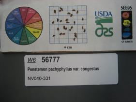 Click for 1 image(s) for this accession. SEED