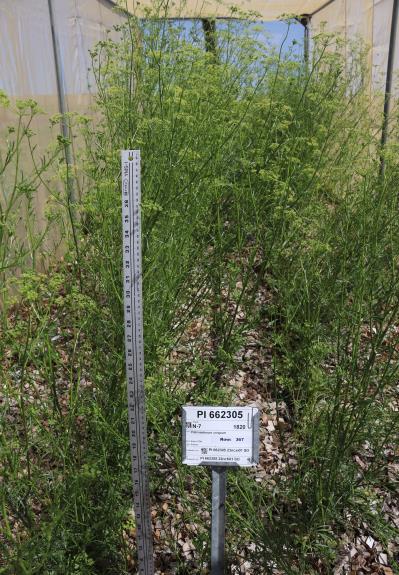 Click for 2 image(s) for this accession. FIELD