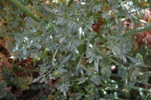 column LEAF