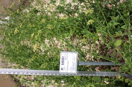 Click for 5 image(s) for this accession. FIELD