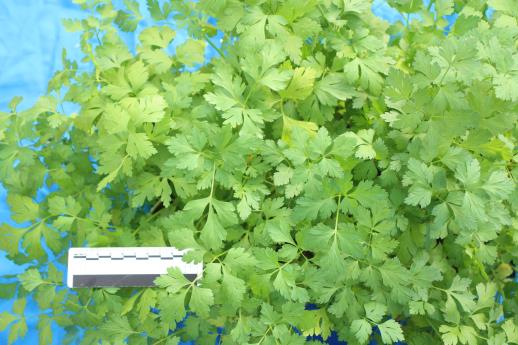 column LEAF