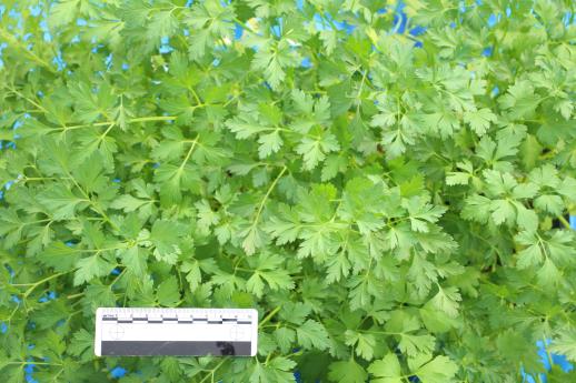 column LEAF