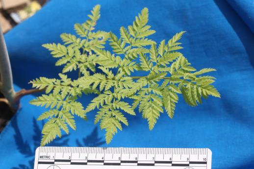column LEAF