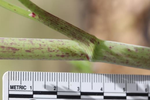 column STEM