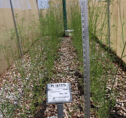 Click for 2 image(s) for this accession. FIELD