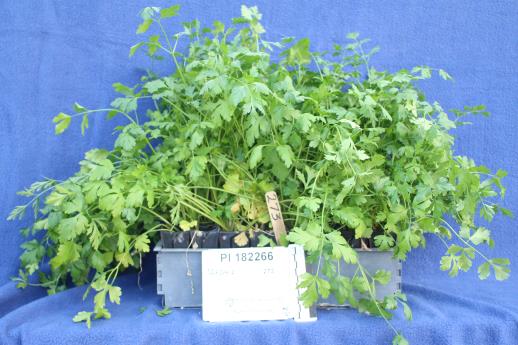 column GREENHOUSE
