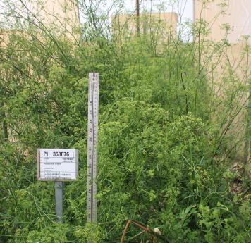Click for 1 image(s) for this accession. FIELD