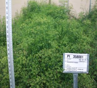 Click for 1 image(s) for this accession. FIELD