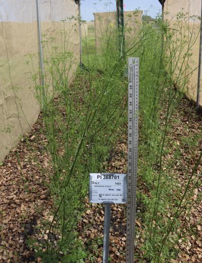 Click for 2 image(s) for this accession. FIELD