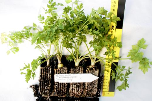 column GREENHOUSE