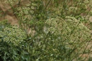 column UMBEL