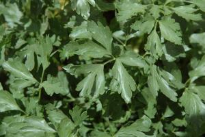 column LEAF