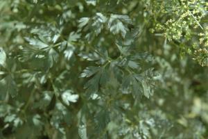 column LEAF