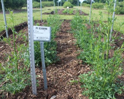 Click for 2 image(s) for this accession. FIELD