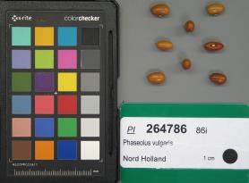 SEED