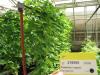 column PLANT