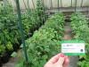 Click for 1 image(s) for this accession. PLANT