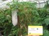 column PLANT