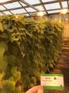 column PLANT
