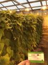 column PLANT
