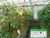 column PLANT