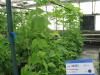 column PLANT