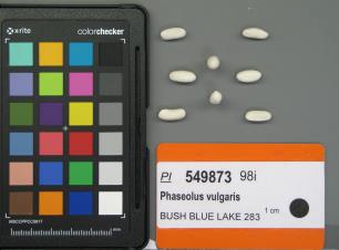 Click for 1 image(s) for this accession. SEED