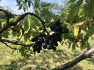 column FRUIT