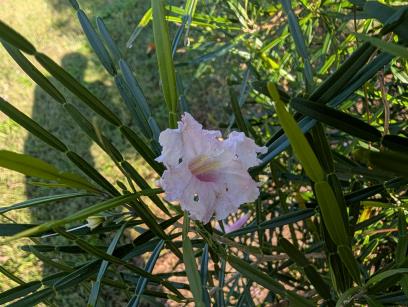 column FLOWER