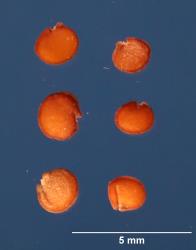 SEED
