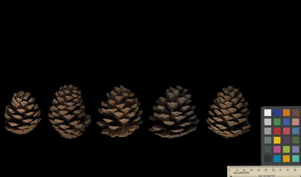 column FRUIT
