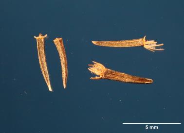 SEED