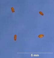 SEED