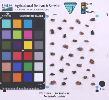 SEED