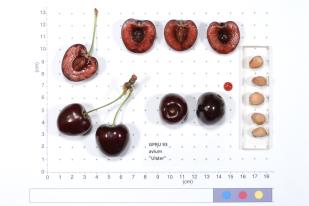 Click for 1 image(s) for this accession.