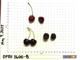 column FRUIT