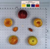 column FRUIT