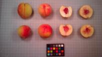 Click for 1 image(s) for this accession. FRUIT