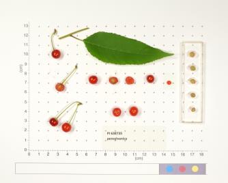 Click for 2 image(s) for this accession. FRUIT