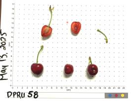 column FRUIT