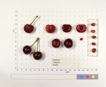 Click for 4 image(s) for this accession. FRUIT