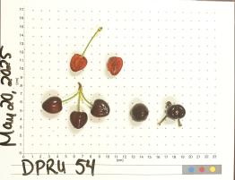 column FRUIT