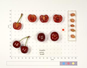 Click for 2 image(s) for this accession. FRUIT