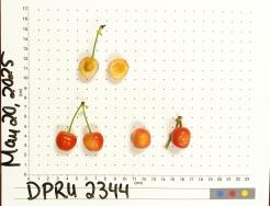 column FRUIT