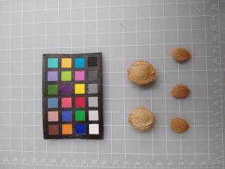 column SEED