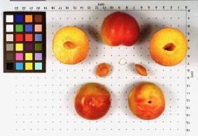 column FRUIT