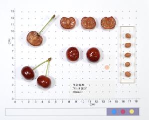Click for 2 image(s) for this accession. FRUIT